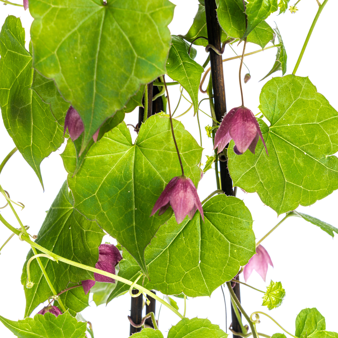 Purpurglöckchen - Rhodochiton atrosanguineus Purple Bells - Ø13 cm - ↕60 cm - 4 Pflanzen