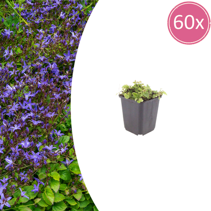 Polster-Glockenblume Campanula poscharskyana – 60 Pflanzen – 10-25cm – Ø9cm – Winterharte Bodendecker Staude – Blühpflanze für Mauer, Beet & Balkon