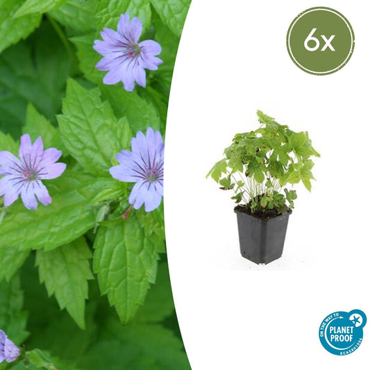Knotiger Storchschnabel Geranium nodosum – ↕10-25cm – Ø9cm – 6 Pflanzen – Winterharte Staude & Bodendecker – Tiefpurpurne Blüten