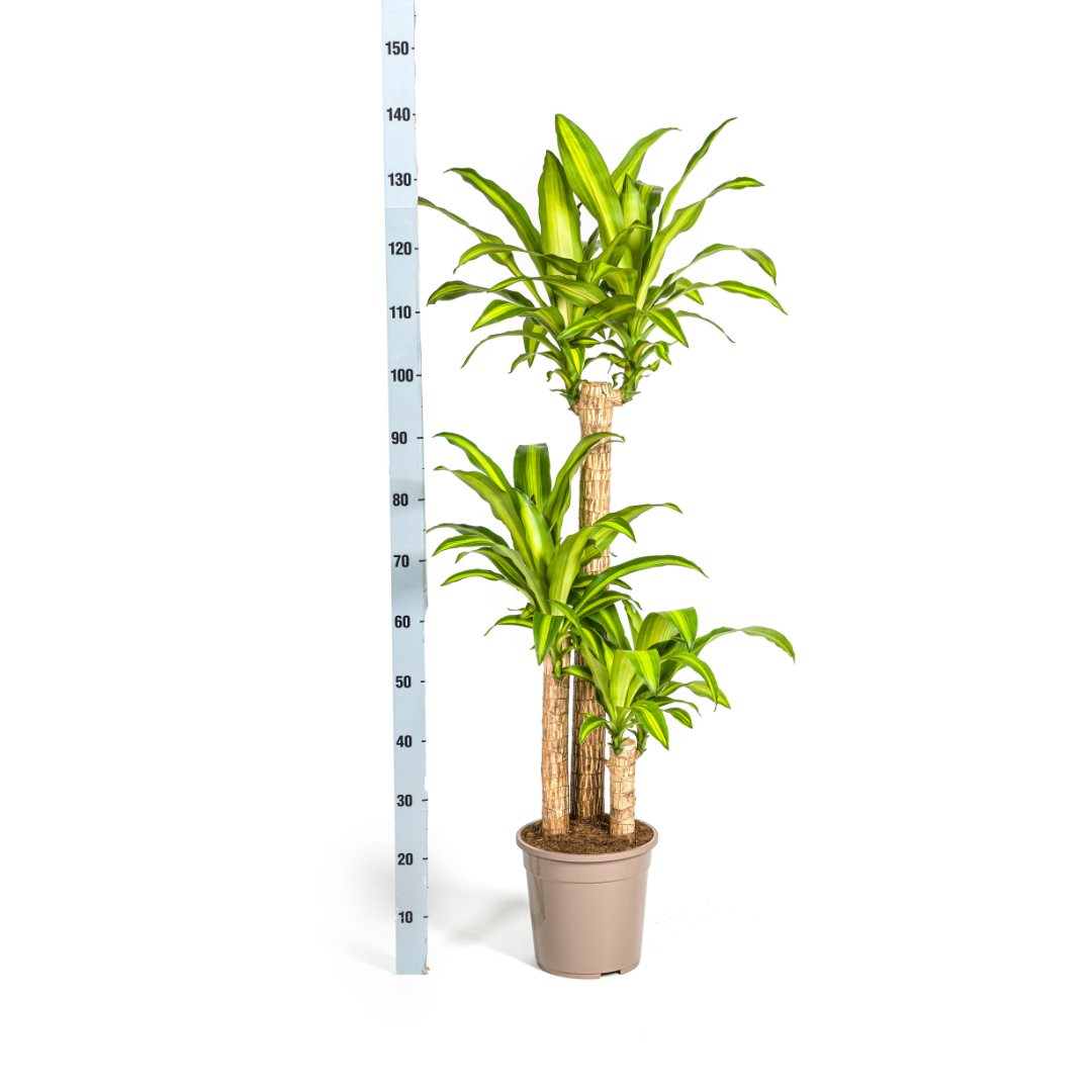Dracaena Fragrans Massangeana – Drachenbaum – Ø24 cm – ↕130-150 cm – Zimmerpflanze – Tropisches Grün – Pflegeleicht & dekorativ 