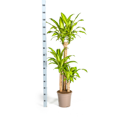 Dracaena Fragrans Massangeana – Drachenbaum – Ø24 cm – ↕130-150 cm – Zimmerpflanze – Tropisches Grün – Pflegeleicht & dekorativ 