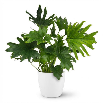 Green boutiQ - Zimmerpflanze - Philodendron - Philodendron Lickety Split - Grün - Pflegeleicht - 1 Pflanze - mit Potter Weiß - Topf 19cm - Höhe 70cm 