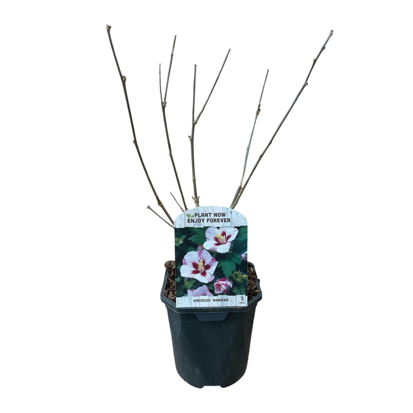 Garteneibisch Hibiscus syriacus Hamabo – Strauch – Blüte Hellrosa – Pflegeleicht – 17cm Höhe 45cm – Für sonnige & halbschattige Standorte – Schmetterlingsfreundlich 
