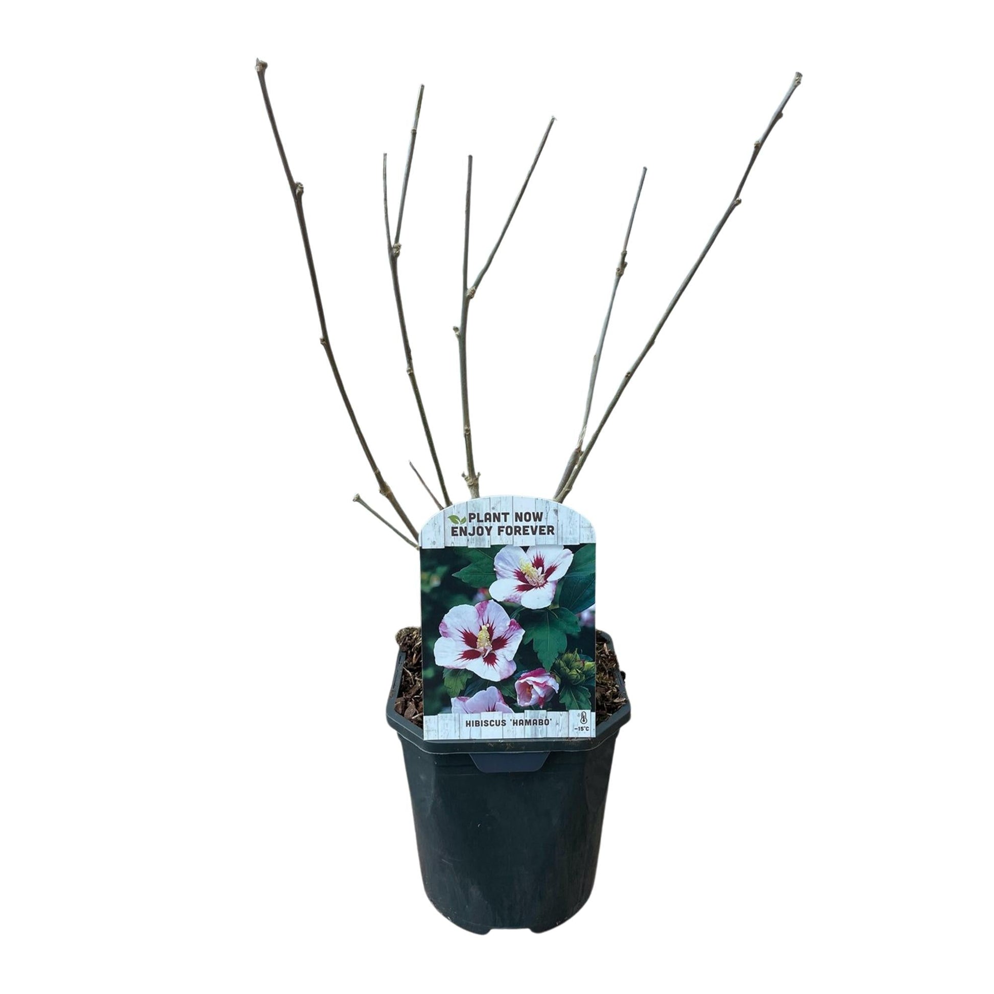 Garteneibisch Hibiscus syriacus Hamabo – Strauch – Blüte Hellrosa – Pflegeleicht – 17cm Höhe 45cm – Für sonnige & halbschattige Standorte – Schmetterlingsfreundlich 