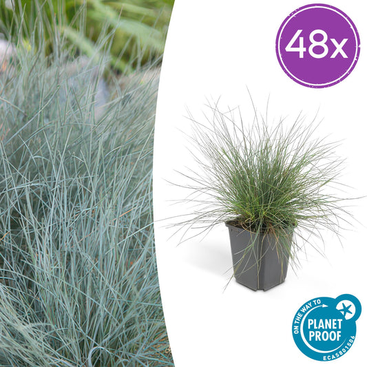 Blau-Schwingel Festuca glauca 'Elijah Bleu' – 48 Pflanzen – ↕10-25 cm – Ø9 cm – Blau-graues Ziergras – Pflegeleicht – Ideal für Steingärten & Beete 