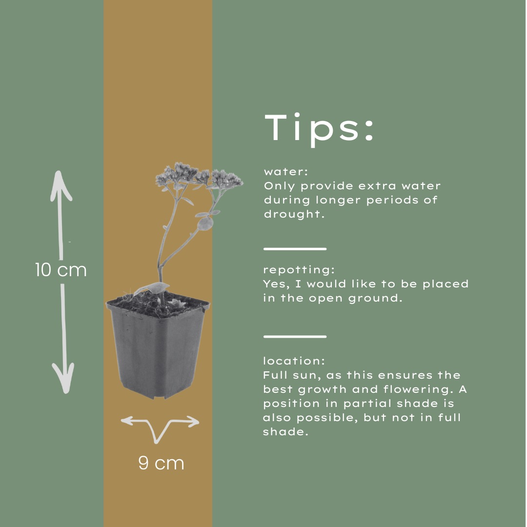 Sedum Matrona – 6 Pflanzen – Ø9cm – Höhe 10-25cm – Winterharte Fetthenne – Dunkelrosa Blüten – Trockenheitsresistent für Beet, Steingarten & Dachbegrünung