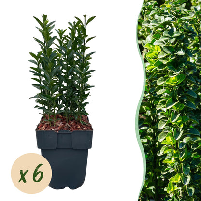 Japanischer Spindelstrauch - Euonymus japonicus Green Spire - Heckenpflanze - Blatt Grün - 6 Pflanzen - 1 Meter - immergrün - Topf 17cm Höhe 40cm
