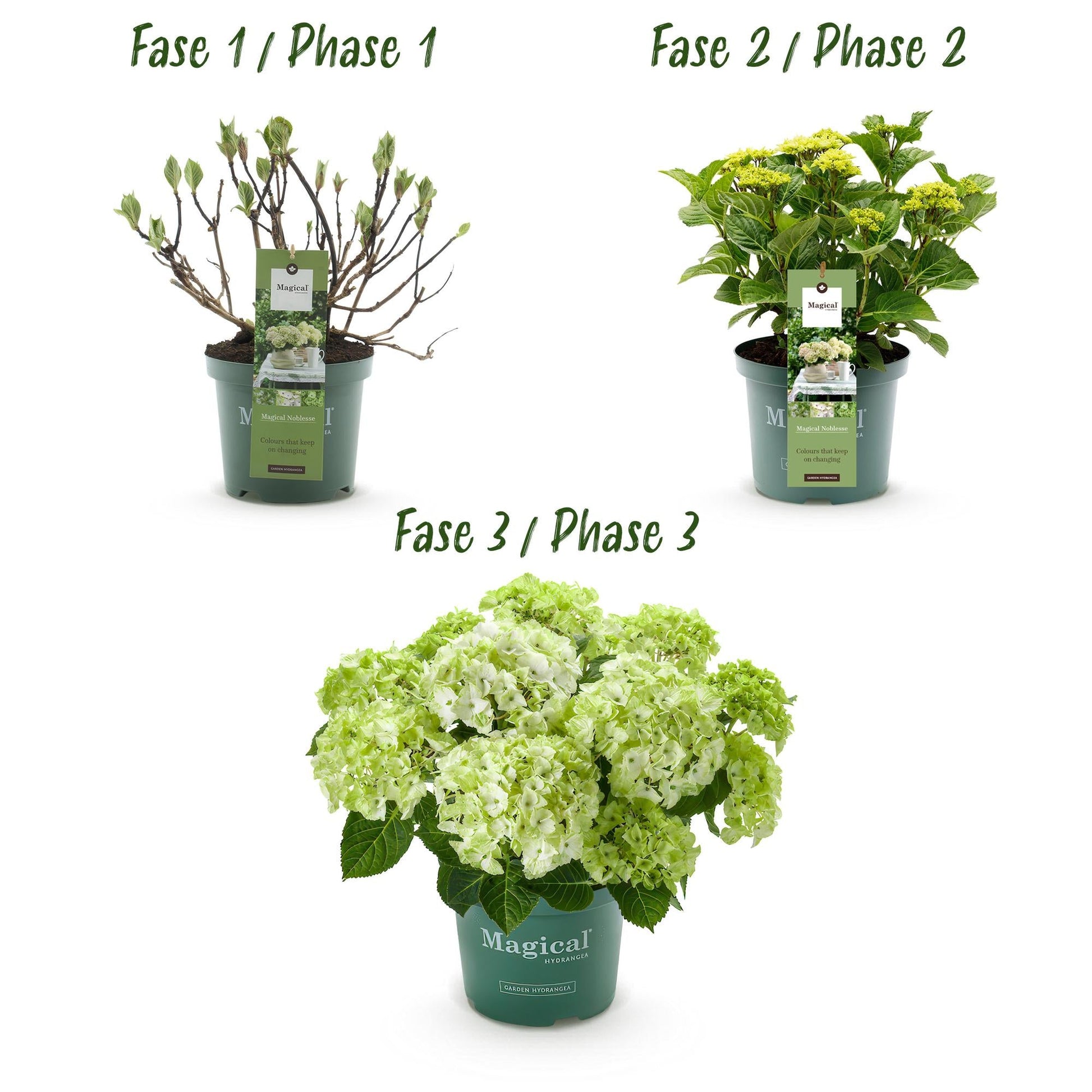 Hydrangea macrophylla Magical Noblesse – Weiße Gartenhortensie – 2 Pflanzen im Topf 23 cm – Höhe 55 cm – 6-10 große Blüten – Balkonpflanze – Pflegeleicht & üppig blühend 