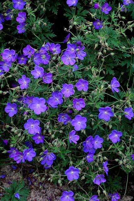 Geranium 'Johnson's Blue' – 48 Pflanzen – ↕10-25cm – Ø9cm – Blau blühende Staude & Bodendecker – Winterhart & pflegeleicht