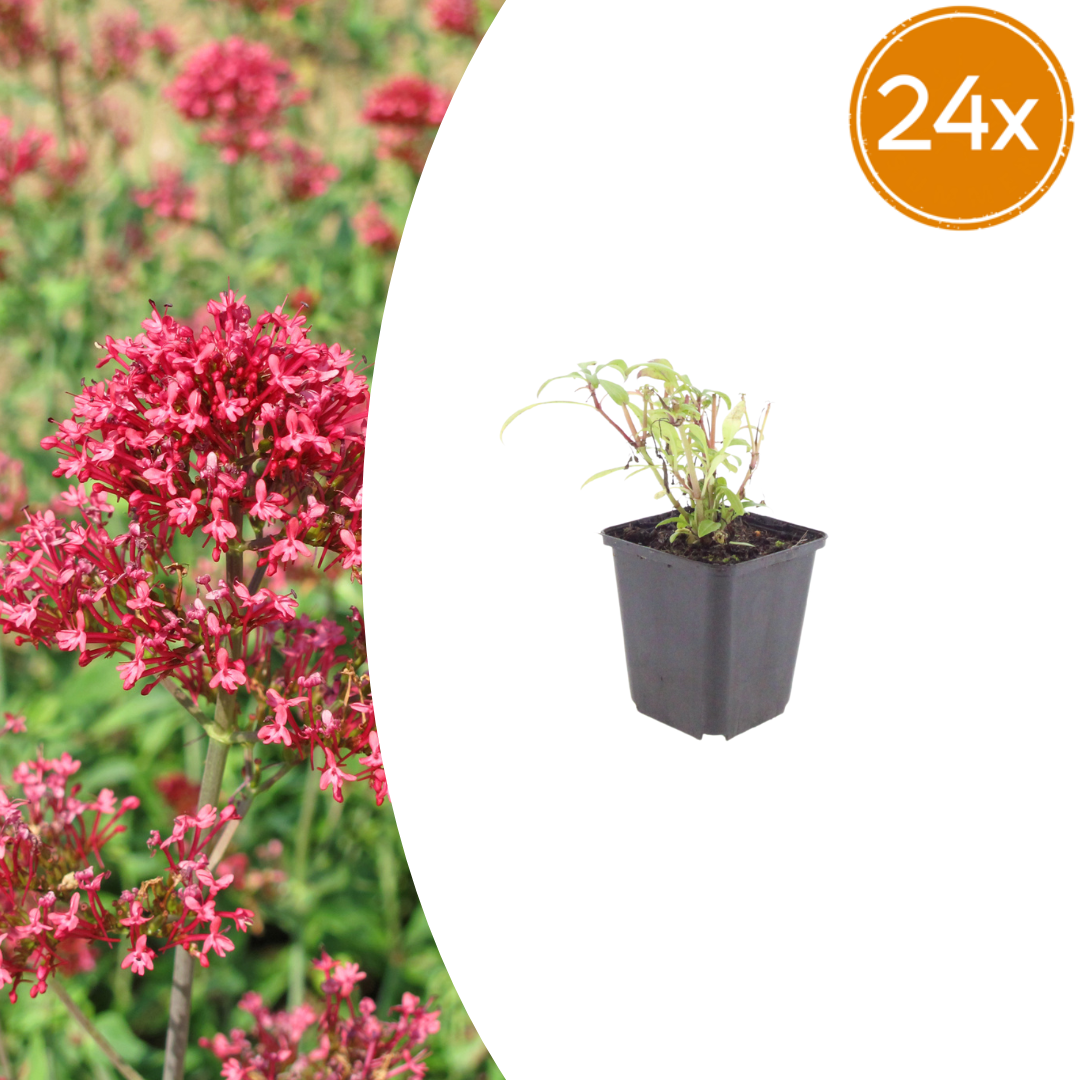 Rote Spornblume Centranthus ruber ‘Coccineus’ – 24 Pflanzen – Sommerblühende Staude – 10-25cm – Ø9cm – Bienenpflanze für sonnige Beete