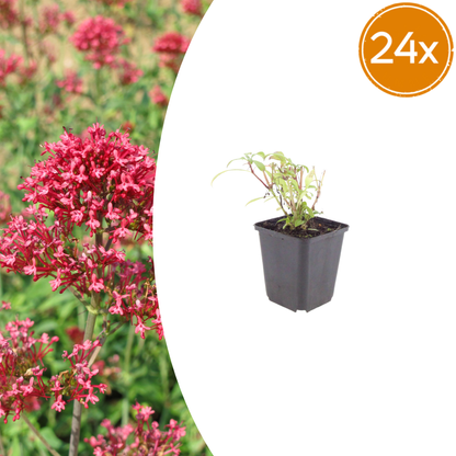 Rote Spornblume Centranthus ruber ‘Coccineus’ – 24 Pflanzen – Sommerblühende Staude – 10-25cm – Ø9cm – Bienenpflanze für sonnige Beete