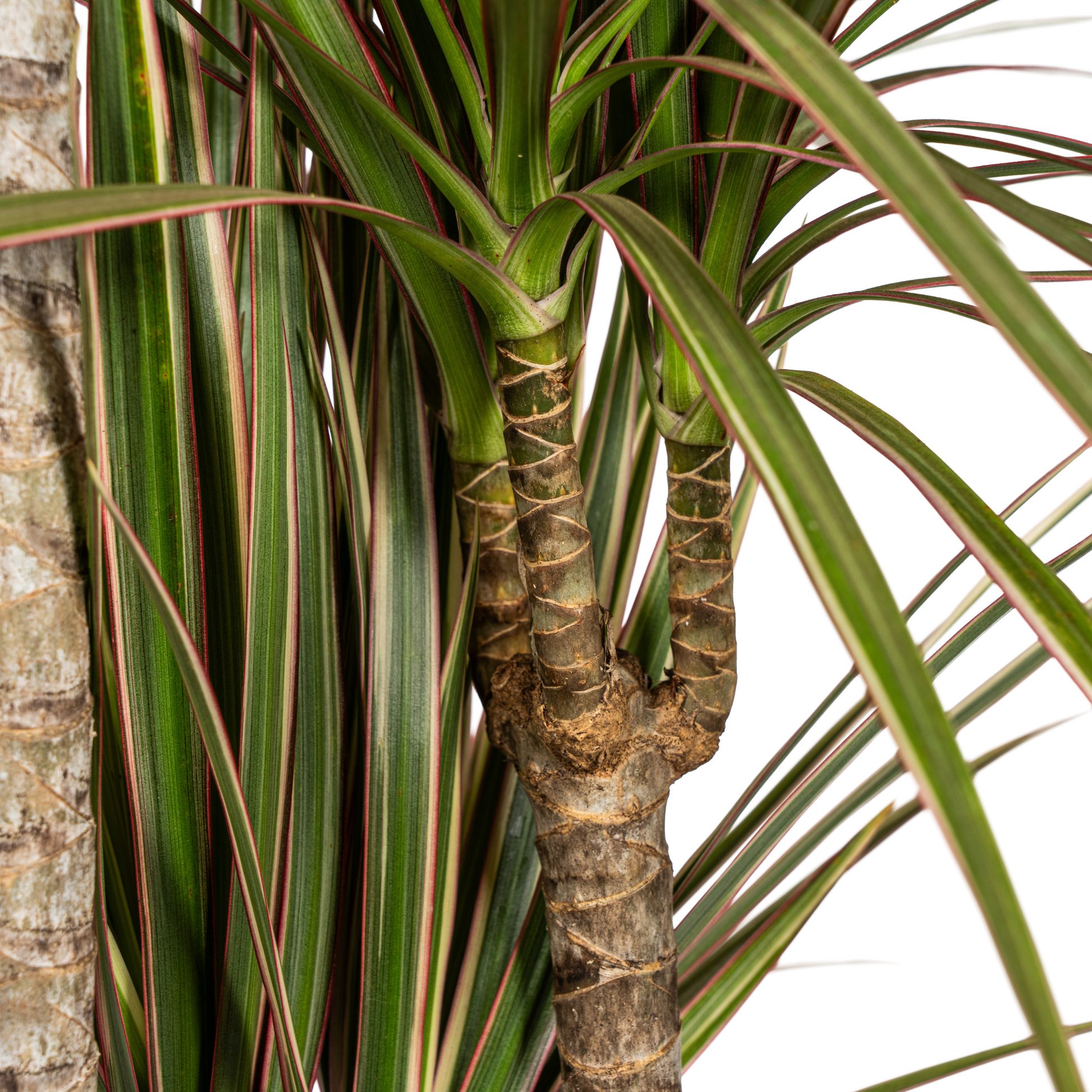 Dracaena Marginata Bicolor mit Korb Ø21cm - ↕110 - 130cm 