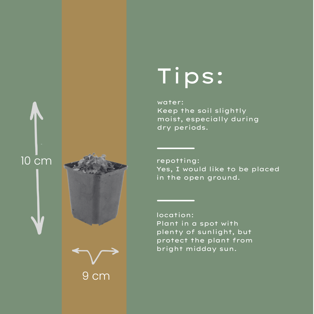 Campanula portenschlagiana – 6 Pflanzen Dalmatiner-Glockenblume – 10-25cm – Ø9cm – Winterharte Bodendecker Staude – Blühpflanze für Garten, Mauer & Steingarten – Topfpflanzen - Oasis of Life