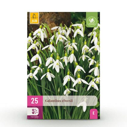 GreenboutiQ - Blumenzwiebeln - Galanthus Elwesii - Farbe Weiß - 25 Stück - Zwiebelgröße 5/6 - XXL Pack 