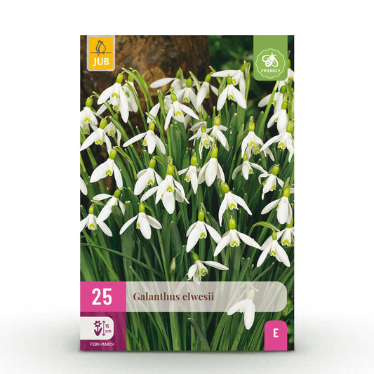 GreenboutiQ - Blumenzwiebeln - Galanthus Elwesii - Farbe Weiß - 25 Stück - Zwiebelgröße 5/6 - XXL Pack 