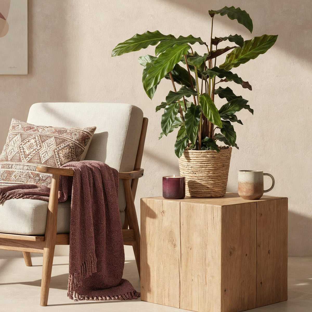 Samt-Korbmarante Calathea rufibarba im Naturkorb, Topf Ø17cm – Ansicht 4