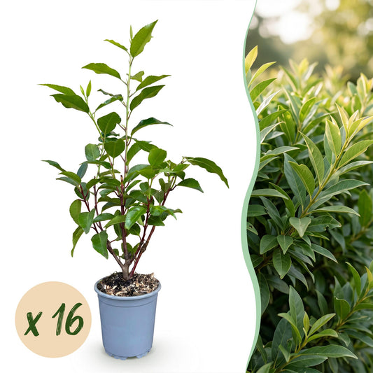 Portugiesischer Lorbeer 'Angustifolia' – Prunus lusitanica 'Angustifolia' – 16 Heckenpflanzen – Topf Ø9cm – Höhe 25-35cm – Winterhart & immergrün