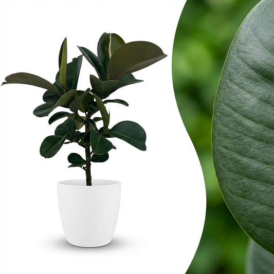Ficus Elastica Cloe Gummibaum 65cm – Zimmerpflanze im weißen Übertopf Ø19cm – große glänzende grüne Blätter – pflegeleicht, luftreinigend für Wohnung, Büro & Flur – ideal bei Halbschatten 
