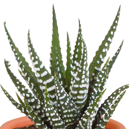 Kakteen & Sukkulenten Mischung – 15 Pflanzen 5,5 cm – Vielfältige Auswahl aus Cereus, Echeveria, Haworthia & Crassula – Hochwertige Qualität – Handbemalter mexikanischer Topf inklusive
