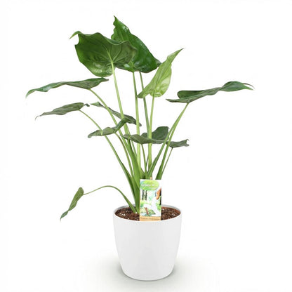 Green boutiQ - Zimmerpflanzen - Alocasia Cucullata - Buddha-Hand - Wenig Pflege - Grün - 1 Pflanze - mit Potter Weiß - Topf 21cm - Höhe 65-70cm 