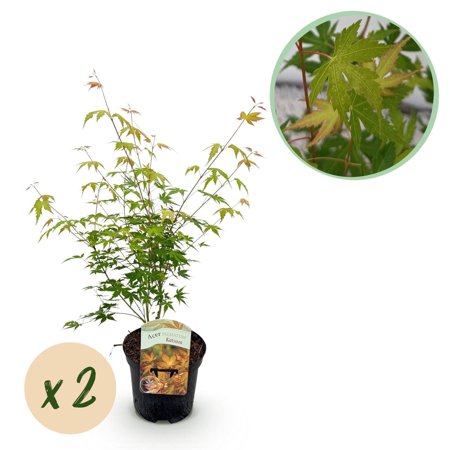 Japanischer Ahorn – Acer palmatum Katsura – 2 Pflanzen – Orange Herbstfärbung – je ca. 70 cm hoch – im 19 cm Topf – Balkonpflanze & Zierbaum – Für Beet, Terrasse & Kübel 