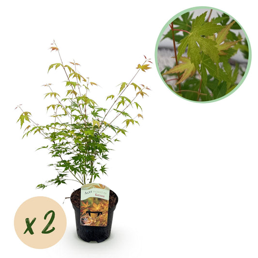 Japanischer Ahorn – Acer palmatum Katsura – 2 Pflanzen – Orange Herbstfärbung – je ca. 70 cm hoch – im 19 cm Topf – Balkonpflanze & Zierbaum – Für Beet, Terrasse & Kübel 