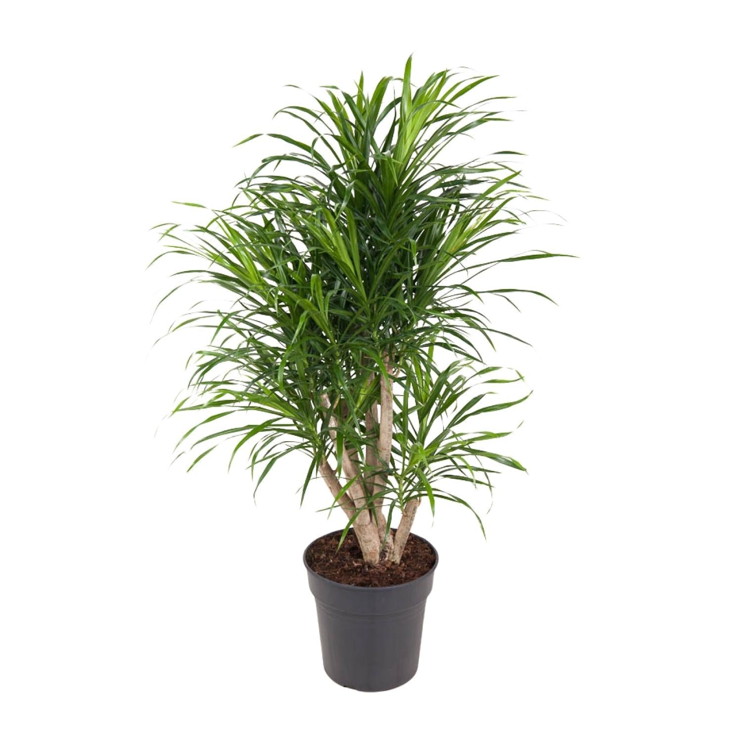 Dracaena Anita – Ø24cm – ↕100cm – Drachenbaum – Luftreinigende Zimmerpflanze – Pflegeleicht & dekorativ 