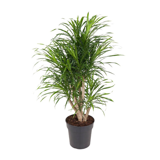 Dracaena Anita – Ø24cm – ↕100cm – Drachenbaum – Luftreinigende Zimmerpflanze – Pflegeleicht & dekorativ 