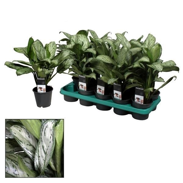Aglaonema 'Maria Christina' (Decorum) – Kolbenfaden – Zimmerpflanze – Ø17cm – Höhe ca. 50cm – Pflegeleicht & luftreinigend – Für Büro, Schlafzimmer & Wohnzimmer 