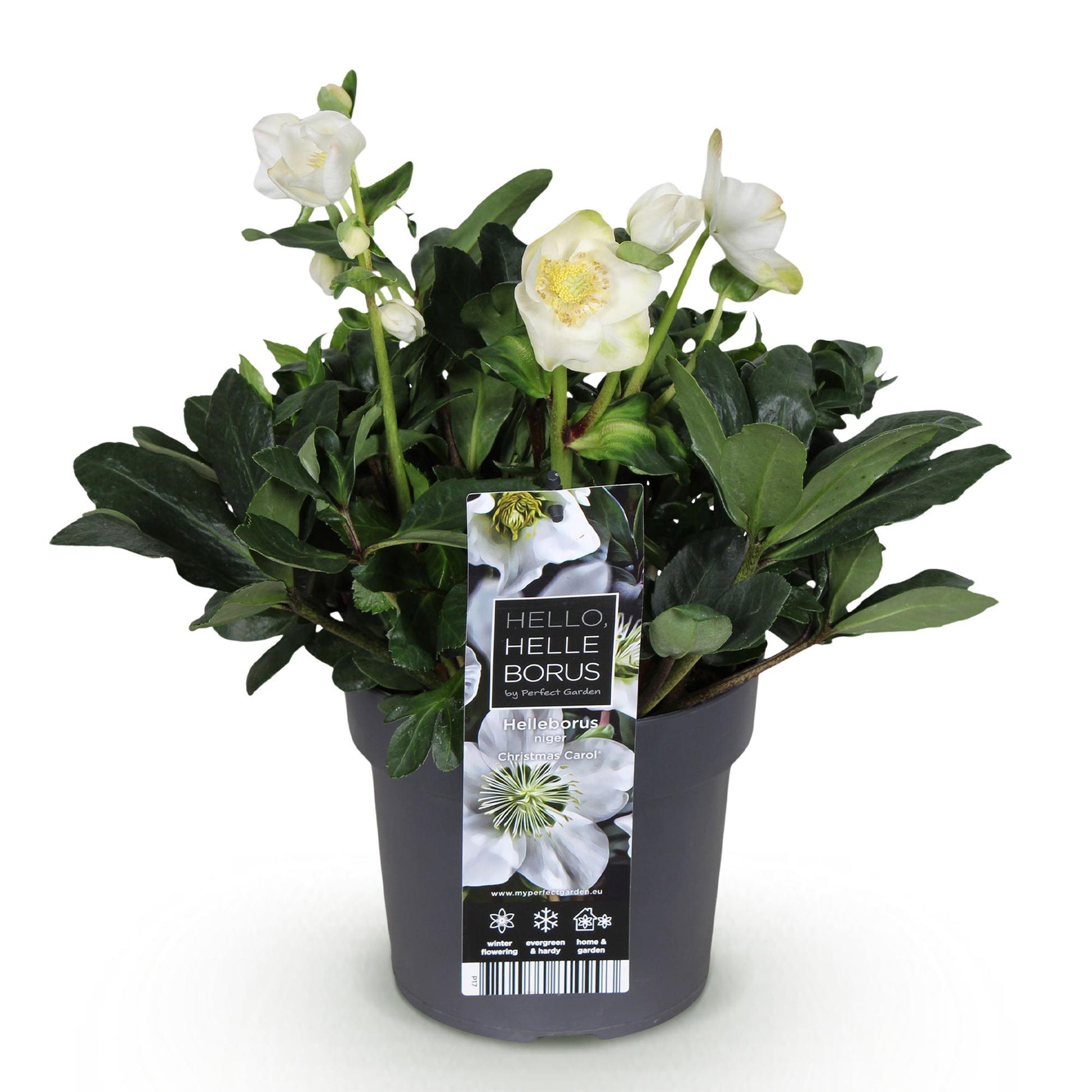 GreenboutiQ - Gartenpflanze - Weihnachtsrose - Helleborus Christmas Carol - Weiße Blüte - 1 Pflanze - Immergrün - Topf 17cm Höhe 35cm 