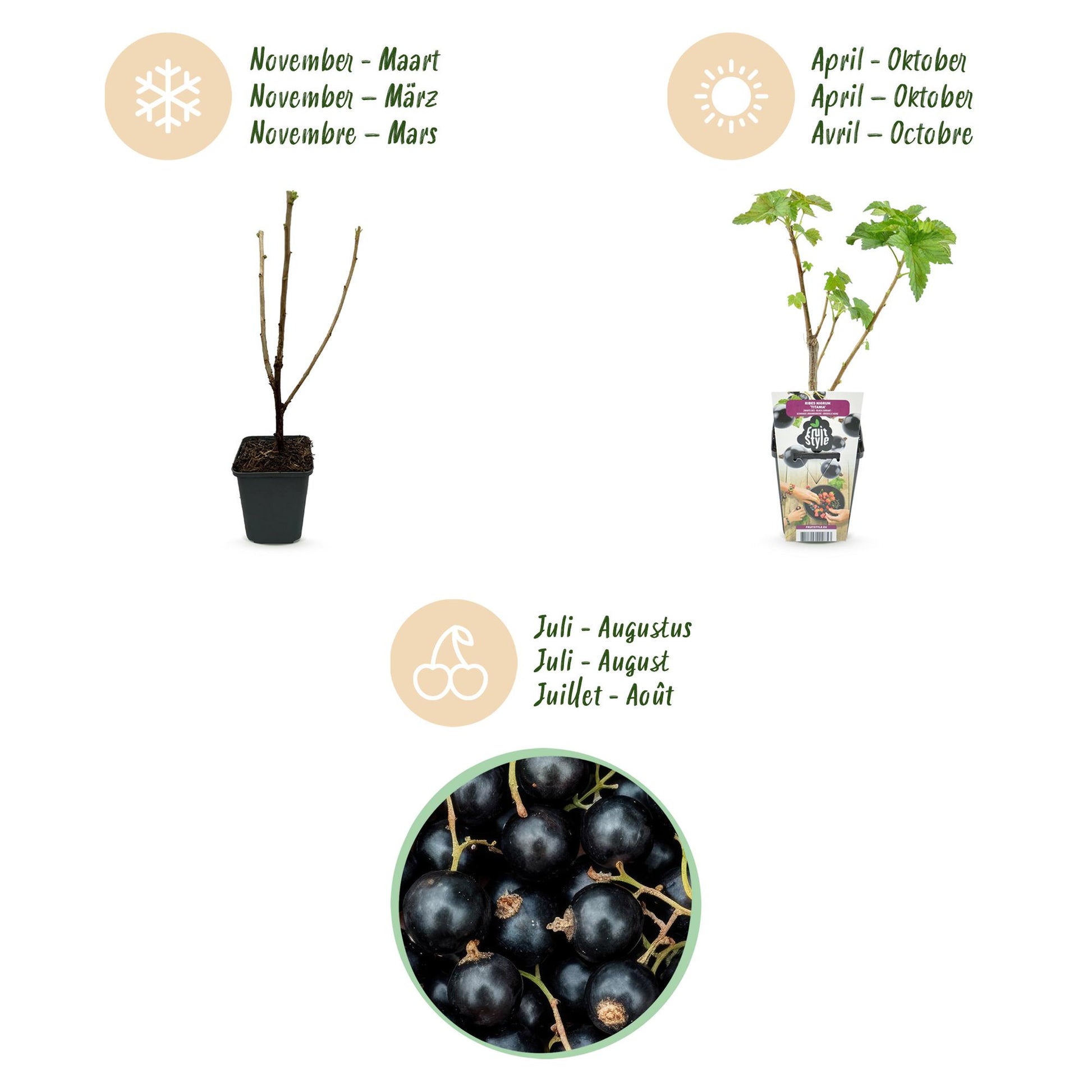 Schwarze Johannisbeere Ribes nigrum Titania winterhart 3 Pflanzen Ø9cm Höhe 30cm – Aromatische Johannisbeerpflanze für Garten Beet Balkon & Terrasse 