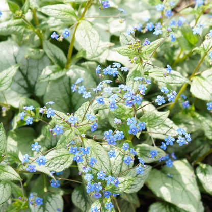 Brunnera macrophylla Jack Frost – 24 Pflanzen Kaukasusvergissmeinnicht – 10-25cm – Ø9cm – Winterharte Schattenstaude mit silbernem Zierlaub – Bodendecker für Garten - Oasis of Life