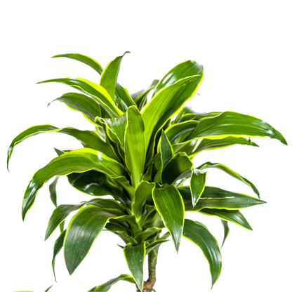 Dracaena Deremensis Dorado mit Korb Ø21cm - ↕100 - 120cm 