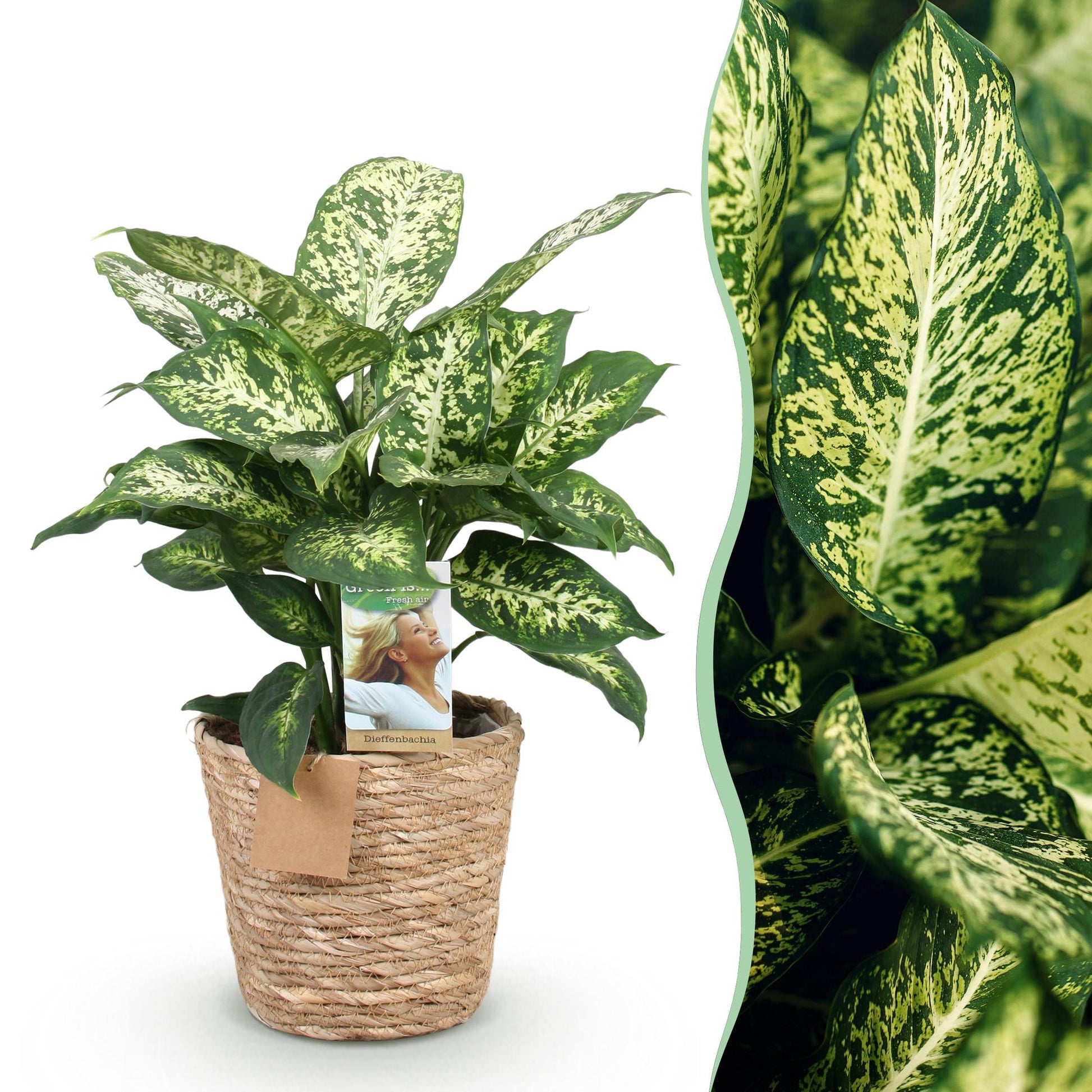 Green boutiQ - Zimmerpflanzen - Diefenbachia Compacta - Dieffenbachia - Wenig Pflege - mit Korb - Bunt - 1 Pflanze - Topf 17cm - Höhe 45-50cm 