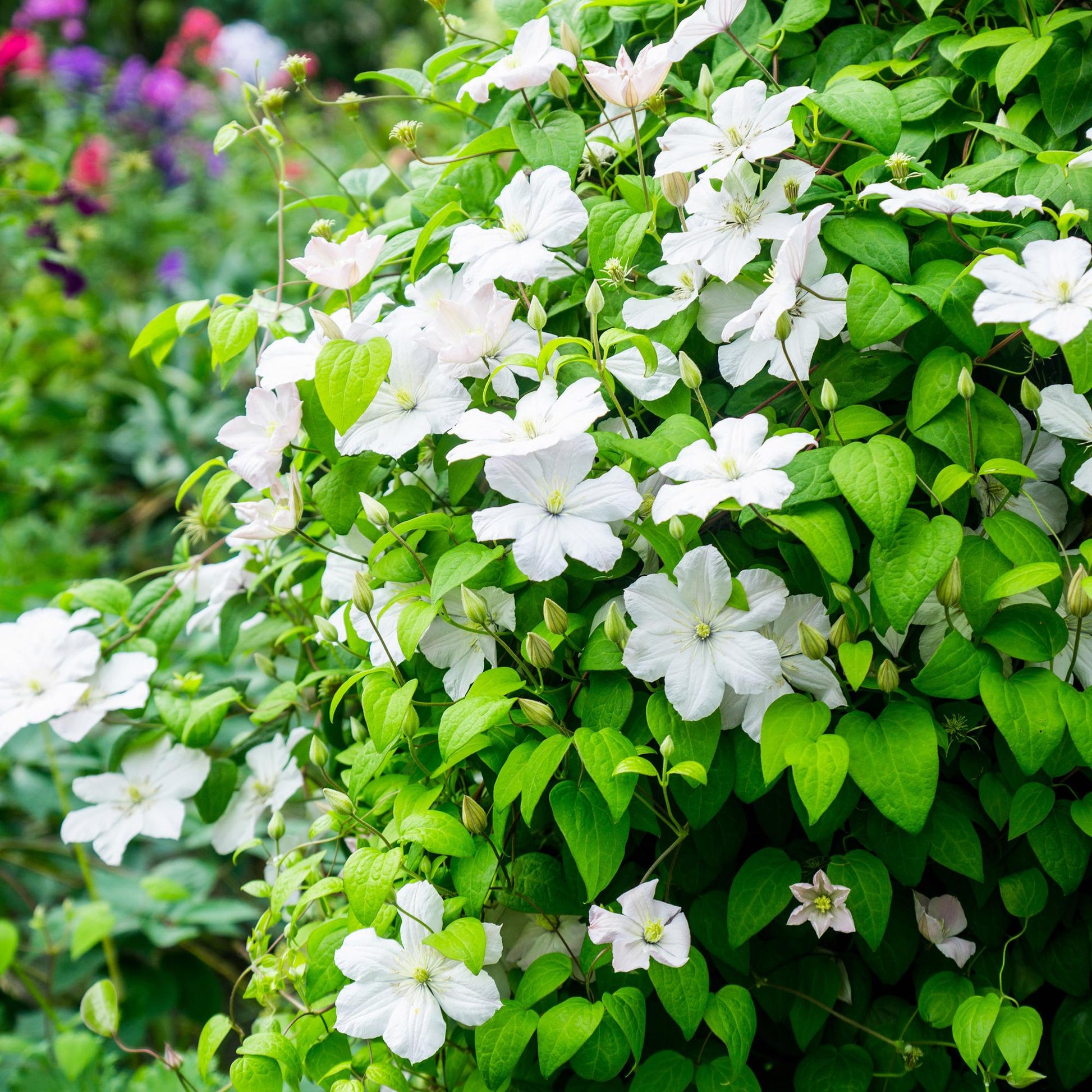 Kletterpflanze Clematis Madame Le Coultre – Cremig weiße Blüten – Wenig Pflege – 2 Pflanzen – 11 cm Höhe 40 cm – Für Garten, Terrasse & Pergolen 