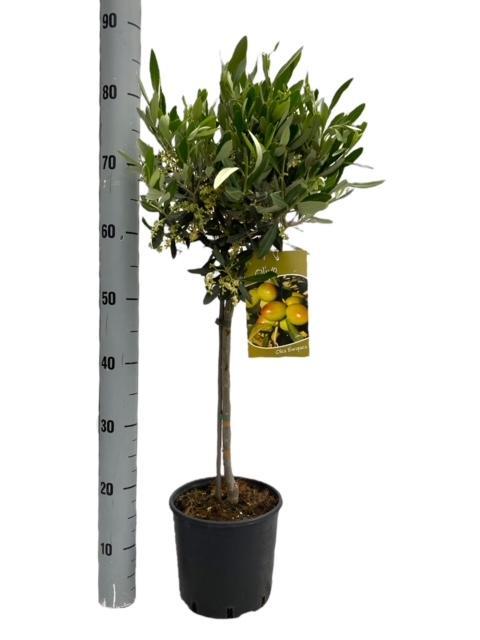 Olivenbaum - Olea Europaea "op Stam" - Zimmerpflanze - Ø19cm - ↕90cm