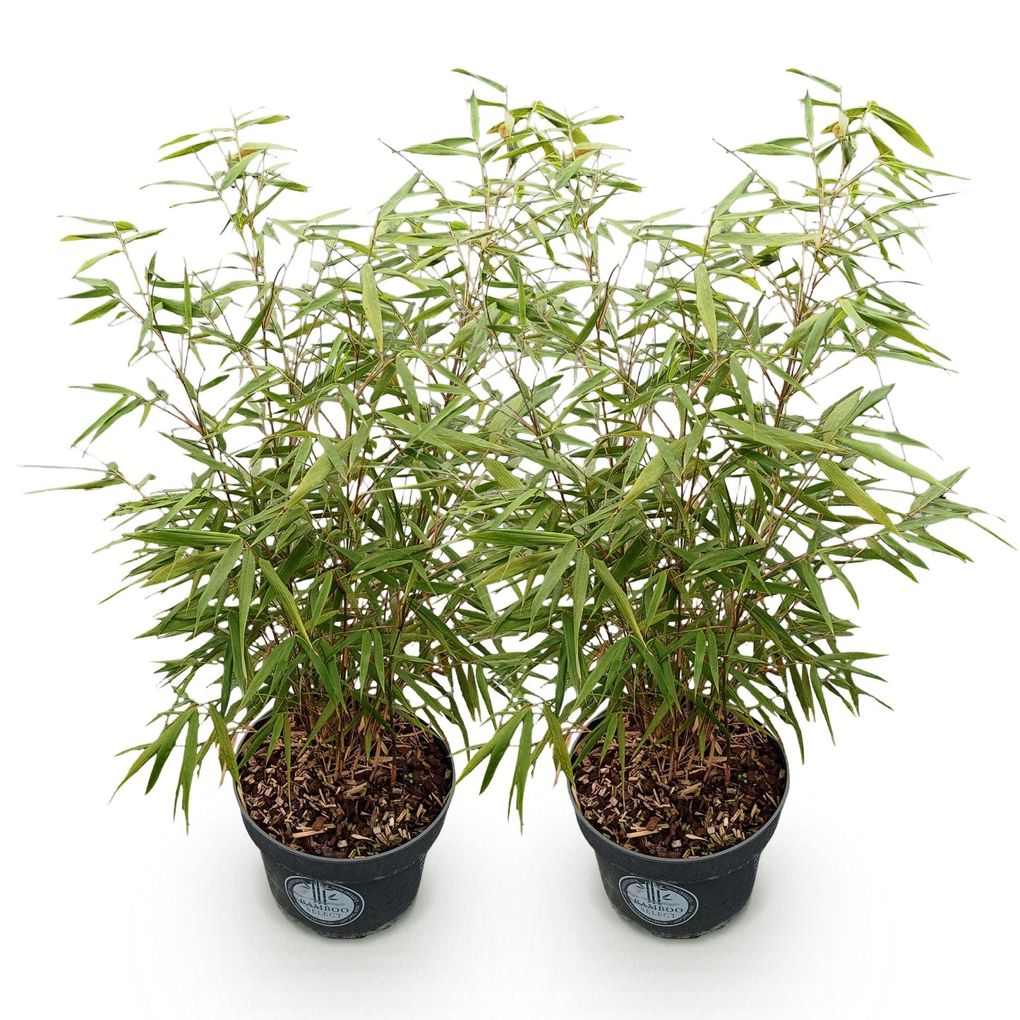 Green boutiQ - Gräser - Fargesia scabrida Asian Wonder - Bambus - Nicht Ausbreitend - Grün - 2 Pflanzen - Topf 23 cm - Höhe 80 cm 
