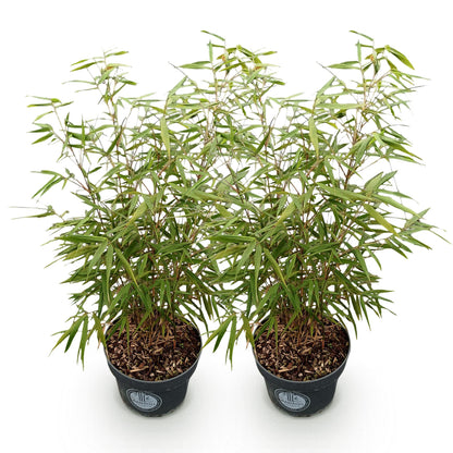 Green boutiQ - Gräser - Fargesia scabrida Asian Wonder - Bambus - Nicht Ausbreitend - Grün - 2 Pflanzen - Topf 23 cm - Höhe 80 cm 
