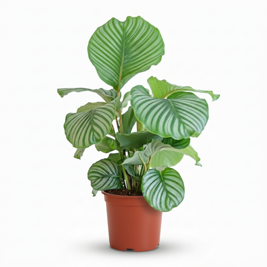 Korbmarante Calathea orbifolia – Ø21cm – 60–70cm hoch – Elegante Zimmerpflanze mit silbrig-grünen Blättern – Pflegeleicht & luftreinigend