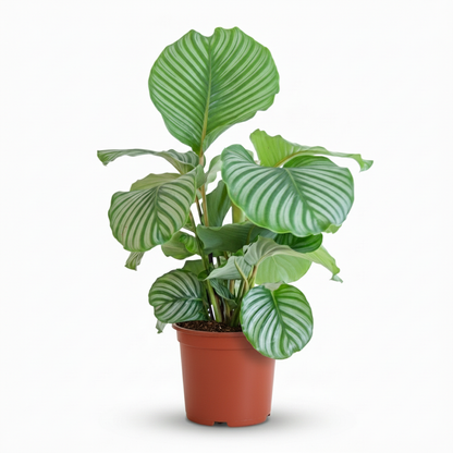 Korbmarante Calathea orbifolia – Ø21cm – 60–70cm hoch – Elegante Zimmerpflanze mit silbrig-grünen Blättern – Pflegeleicht & luftreinigend