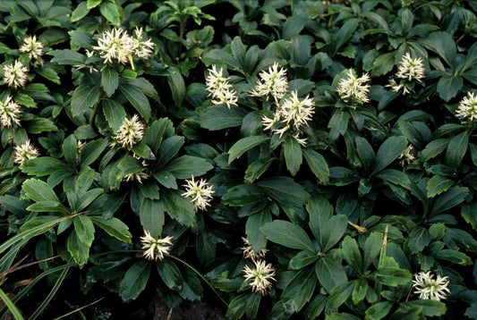 Schattengrün Pachysandra terminalis 'Green Sheen' – ↕10-25cm – Ø9cm – 60 Pflanzen – Immergrün – Winterhart – Bodendecker – Pflegeleicht – Schattiger Standort