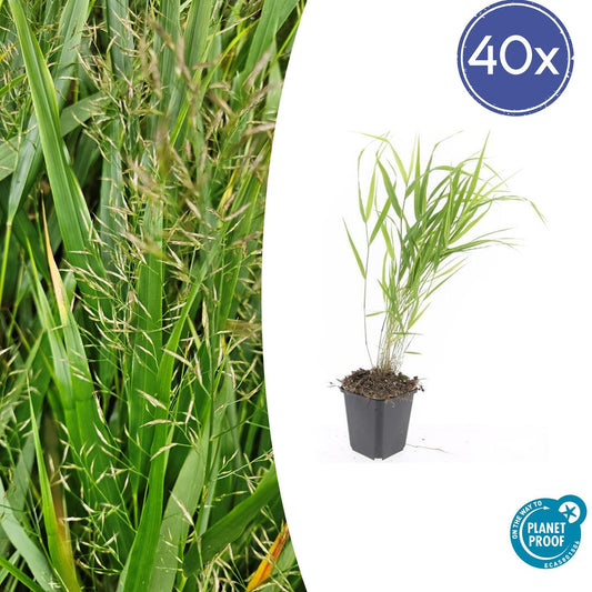 Japan-Zwergschilf – Hakonechloa macra – 40 Pflanzen – Ø9cm – ↕10–25cm – Winterhart & pflegeleicht – Ziergras für Schatten & Halbschatten