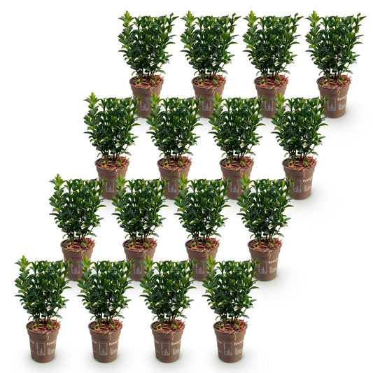 Pfaffenhütchen – Euonymus japonicus 'Green Spire' – 16 Heckenpflanzen – Topf Ø9cm – Höhe 20-25cm – Winterhart & immergrün