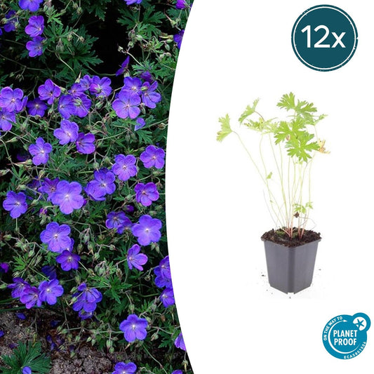 Storchschnabel Geranium 'Johnson's Blue' – ↕10-25cm – Ø9cm – 12 Pflanzen – Winterharte Staude & Bodendecker – Leuchtend blaue Blüten