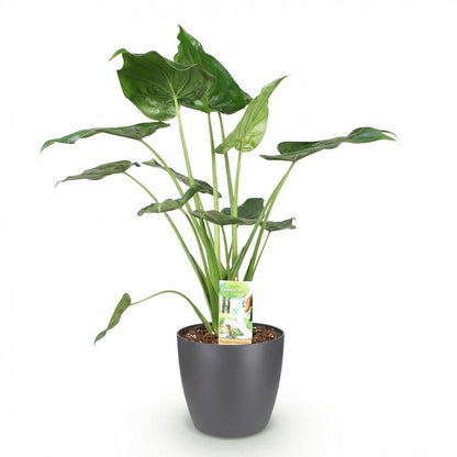 Green boutiQ - Zimmerpflanzen - Alocasia Cucullata - Buddha-Hand - Wenig Pflege - Grün - 1 Pflanze - mit Potter Grau - Topf 21cm - Höhe 65-70cm 