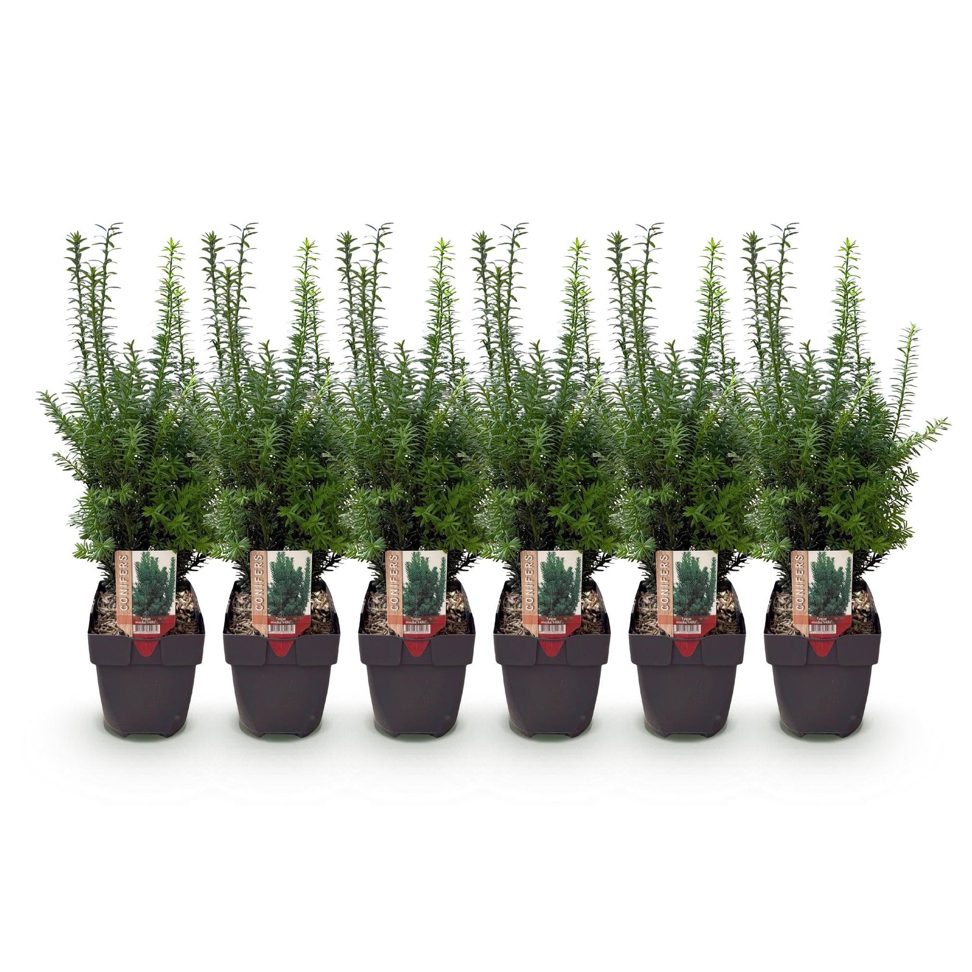 Taxus media Hillii – 6 Pflanzen für 1 Meter Hecke – Immergrün & winterhart – Eibe für dichte, schnittfeste Hecken – Ø17cm – Höhe ca. 60cm – Pflegeleicht 