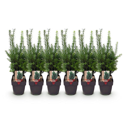 Taxus media Hillii – 6 Pflanzen für 1 Meter Hecke – Immergrün & winterhart – Eibe für dichte, schnittfeste Hecken – Ø17cm – Höhe ca. 60cm – Pflegeleicht 