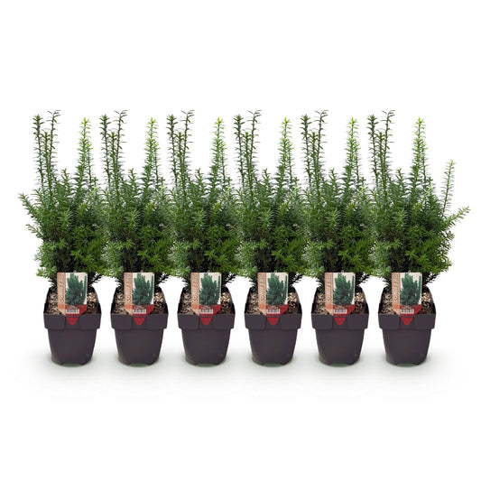 Taxus media Hillii – 6 Pflanzen für 1 Meter Hecke – Immergrün & winterhart – Eibe für dichte, schnittfeste Hecken – Ø17cm – Höhe ca. 60cm – Pflegeleicht 