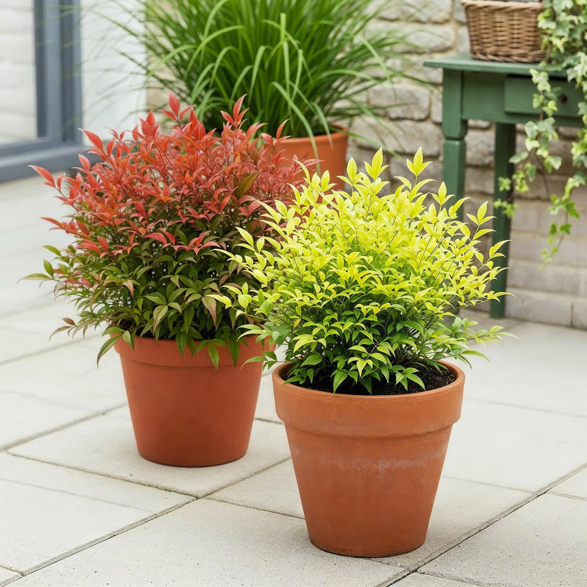 GreenboutiQ - Gartenpflanze - Nandina Duo - Gelb & Rot - 2 Pflanzen - Immergrün - Pflegeleicht - Topf 17cm Höhe 45cm 