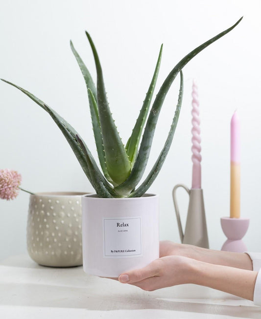 Aloe Vera Gift "Relax" WITH GREETING CARD! - Ø12cm - ↕40cm 